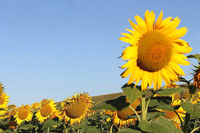 21742981_1116692481797065_1680367527708862322_n