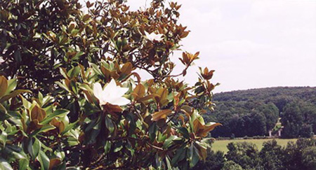 Magnolias