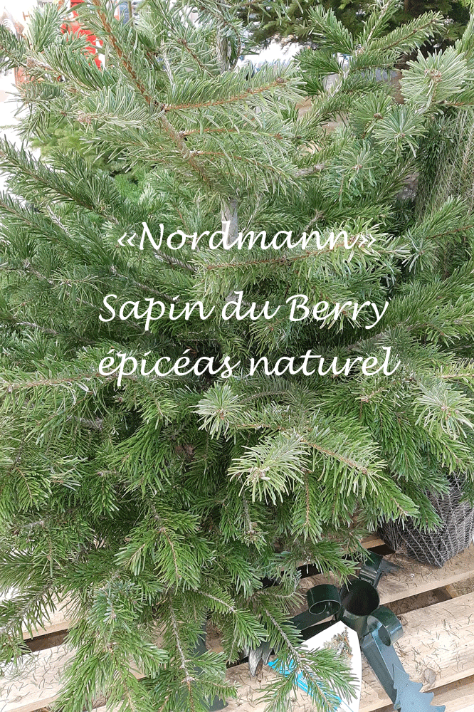 La question de l'impact écologique d'un sapin du sapin de Noël se rappelle à mon bon souvenir. Déjà adopté au Noël 2018, j'ai réitéré cette année avec un sapin roi de nos forêts, il est signée "Berry", celui-ci !