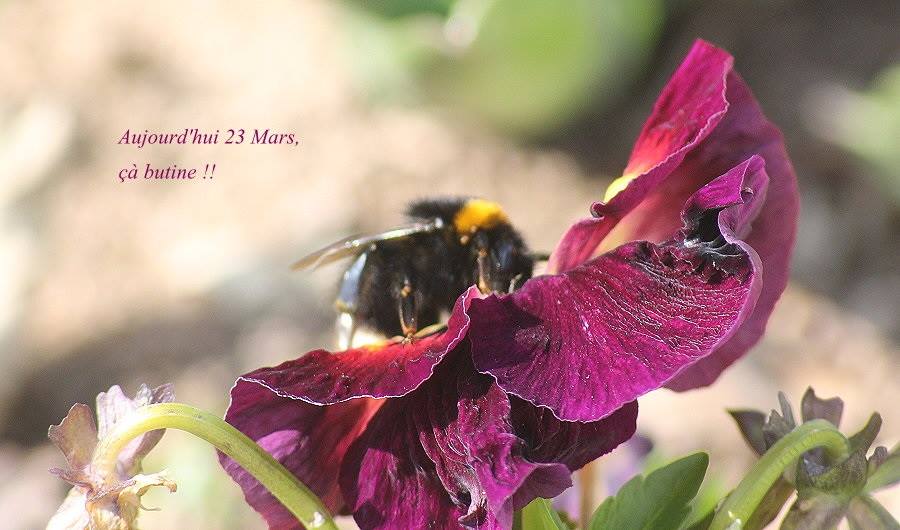 Cette image a un attribut alt vide ; le nom du fichier est 12507377_751339248332392_7002280721509622165_n.jpg